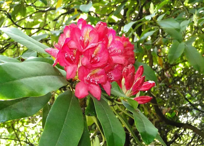 Haus Angermann Apartment